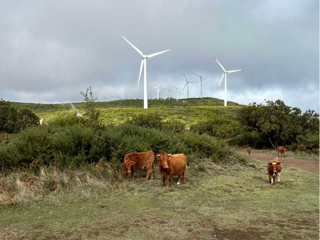 Highland cows on Madeira