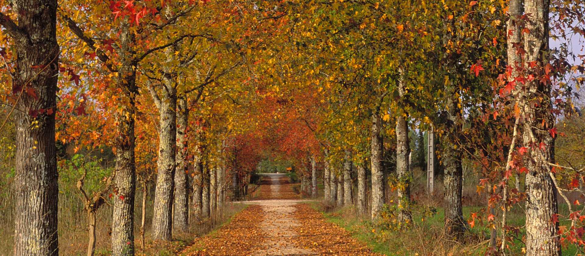 Walk through beautiful landscapes on the Portuguese Way between Coimbra and Porto | Antonio Sacchetti