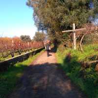 Exploring vineyards on the Camino Portuguese self guided walking tour