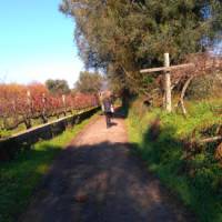 Exploring vineyards on the Camino Portuguese self guided walking tour that departs year-round