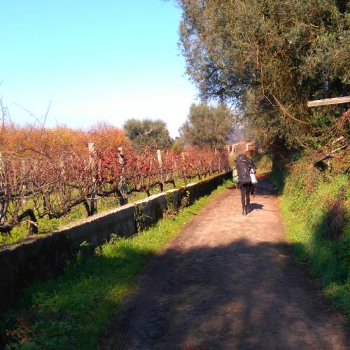 Exploring vineyards on the Camino Portuguese self guided walking tour