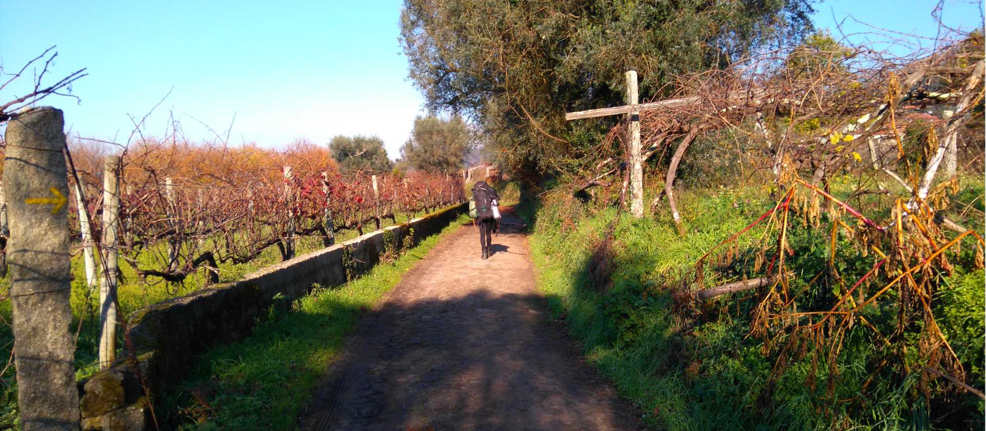 Exploring vineyards on the Camino Portuguese self guided walking tour