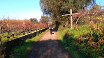 Portuguese Way Utacks (27),Tee Travel Exploring vineyards on the Camino Portuguese self guided walking tour that departs year-round