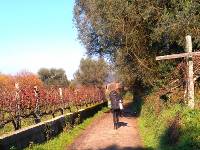 Walking through vineyards on the Camino in Portugal