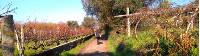 Walking through vineyards on the Camino in Portugal