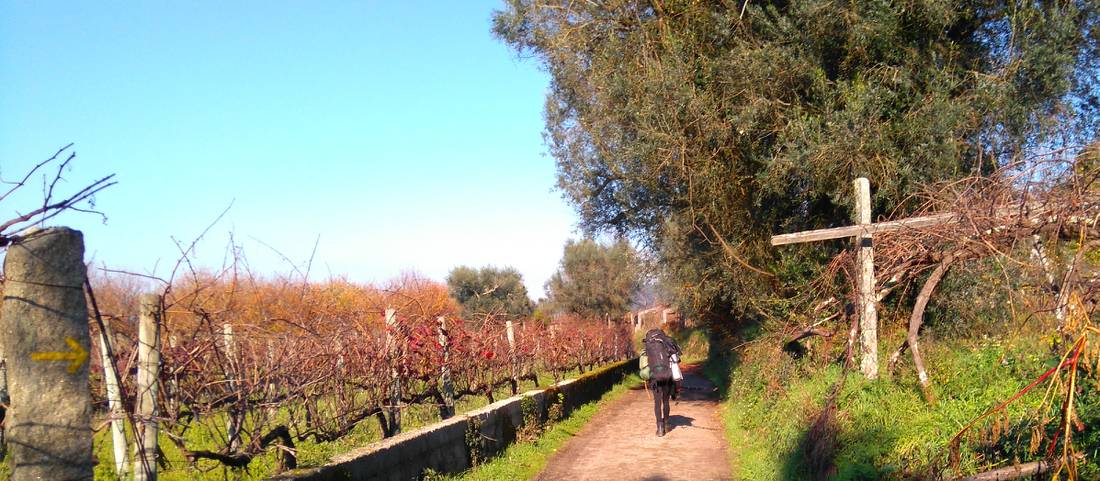 Exploring vineyards on the Camino Portuguese self guided walking tour