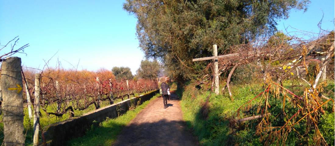Exploring vineyards on the Camino Portuguese self guided walking tour