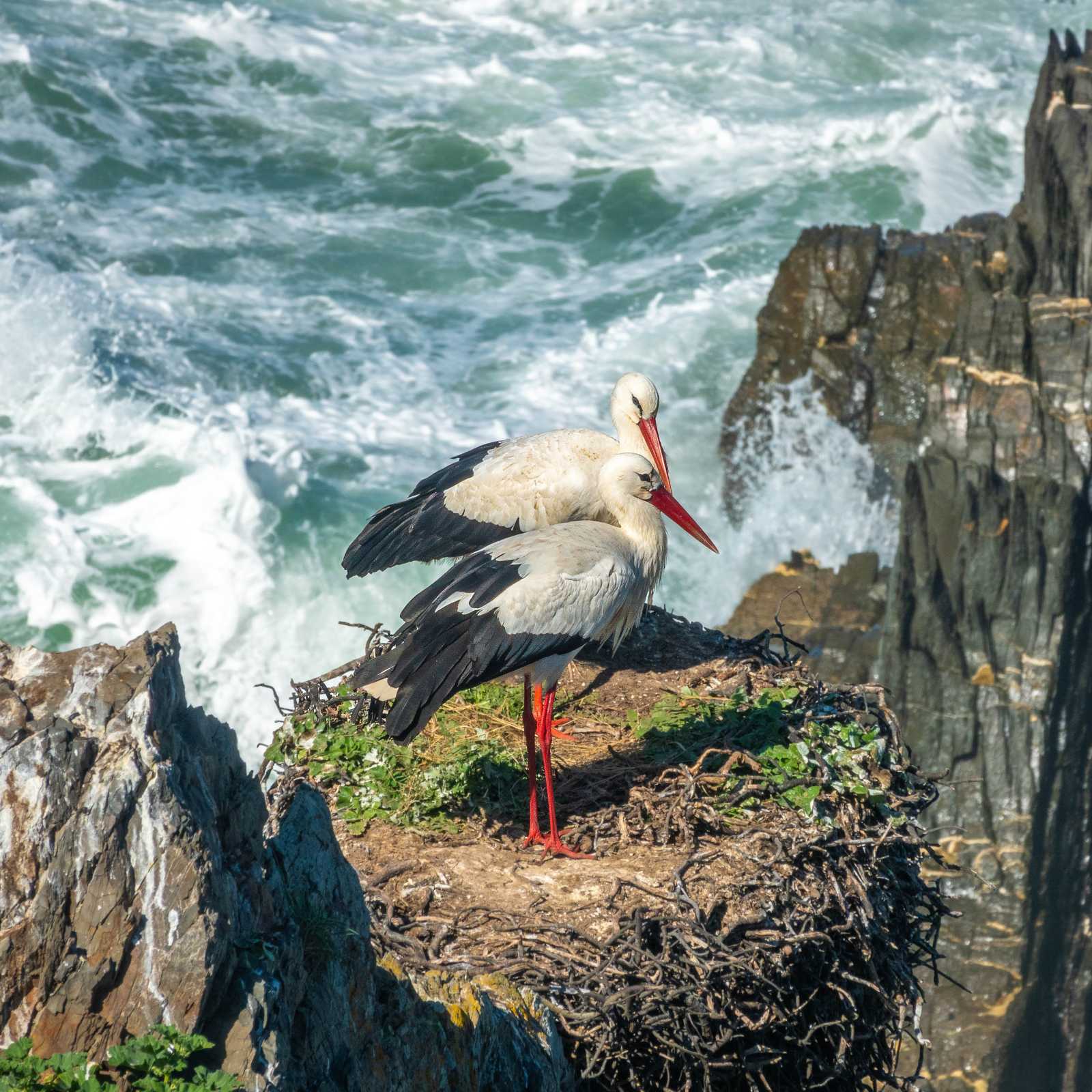 White storks nesting in Portugal