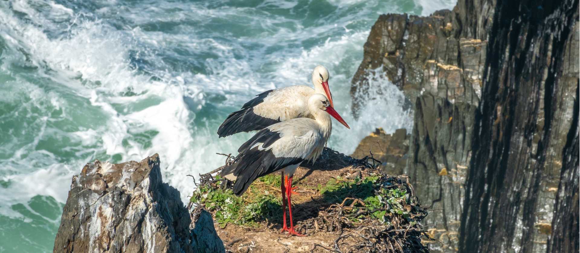 White storks nesting in Portugal