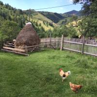 free range chickens in Transylvania | Kate Baker