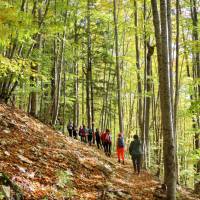 Walking through a trail in the woods of Romania