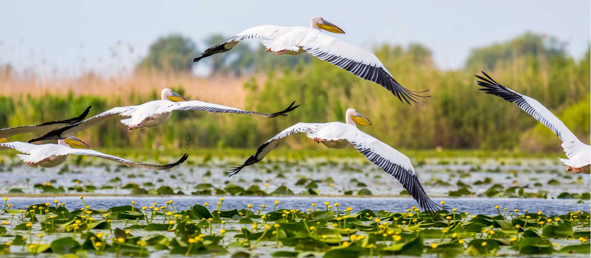 Pelicans flying at the Danube Delta in Romania