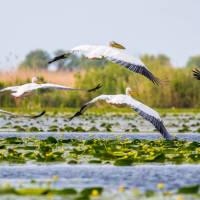 Pelicans flying at the Danube Delta in Romania