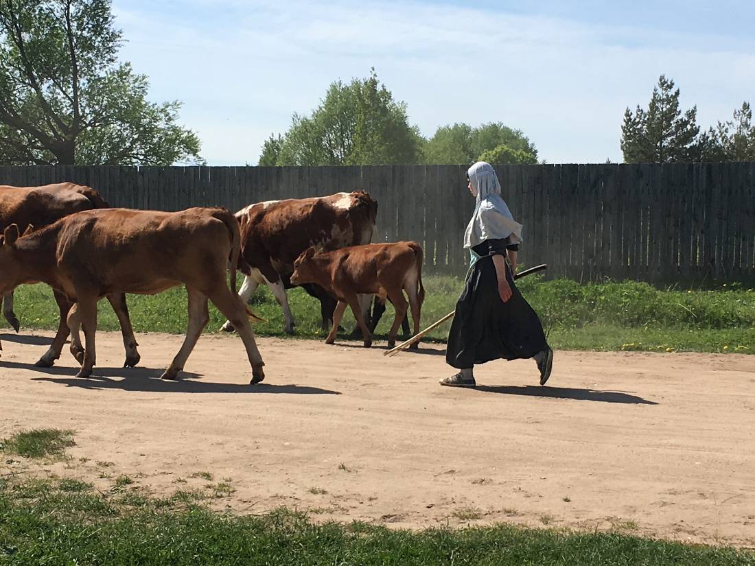 Russian cow herder causing traffic on the cycle trail |  <i>Phillip Williams</i>