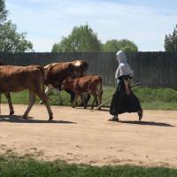 Russian cow herder causing traffic on the cycle trail | Phillip Williams