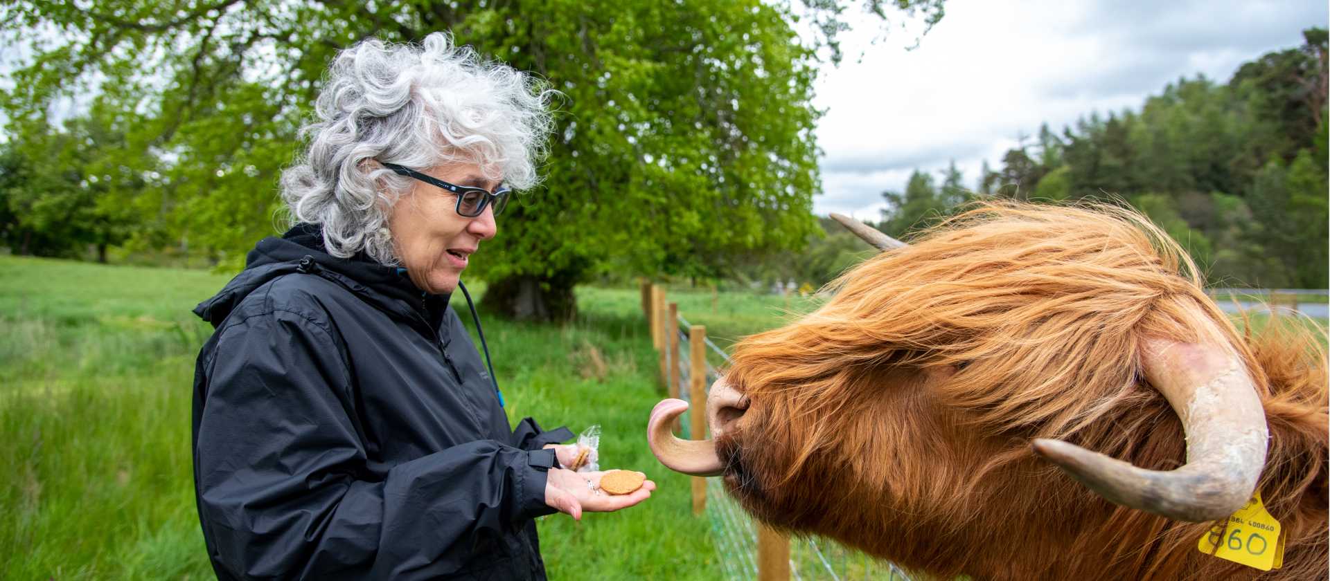 Feeding local Highland Cows along the West Highland Way