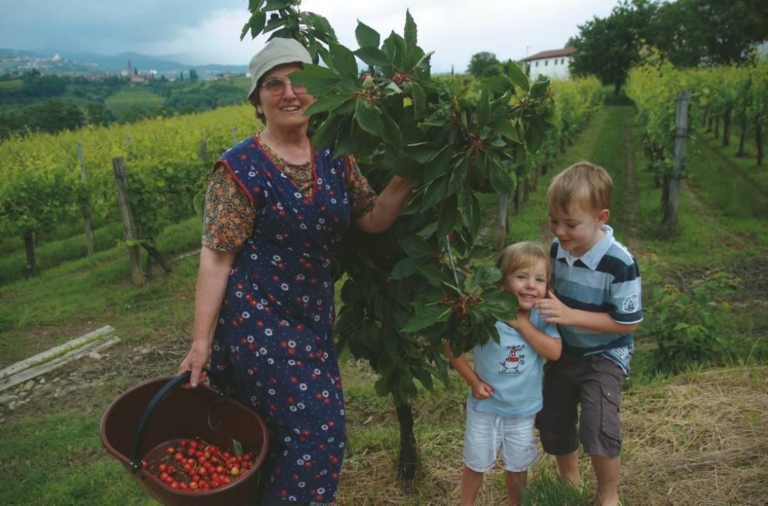 Cherry pickers on Slovenia family holiday |  <i>Kate Baker</i>