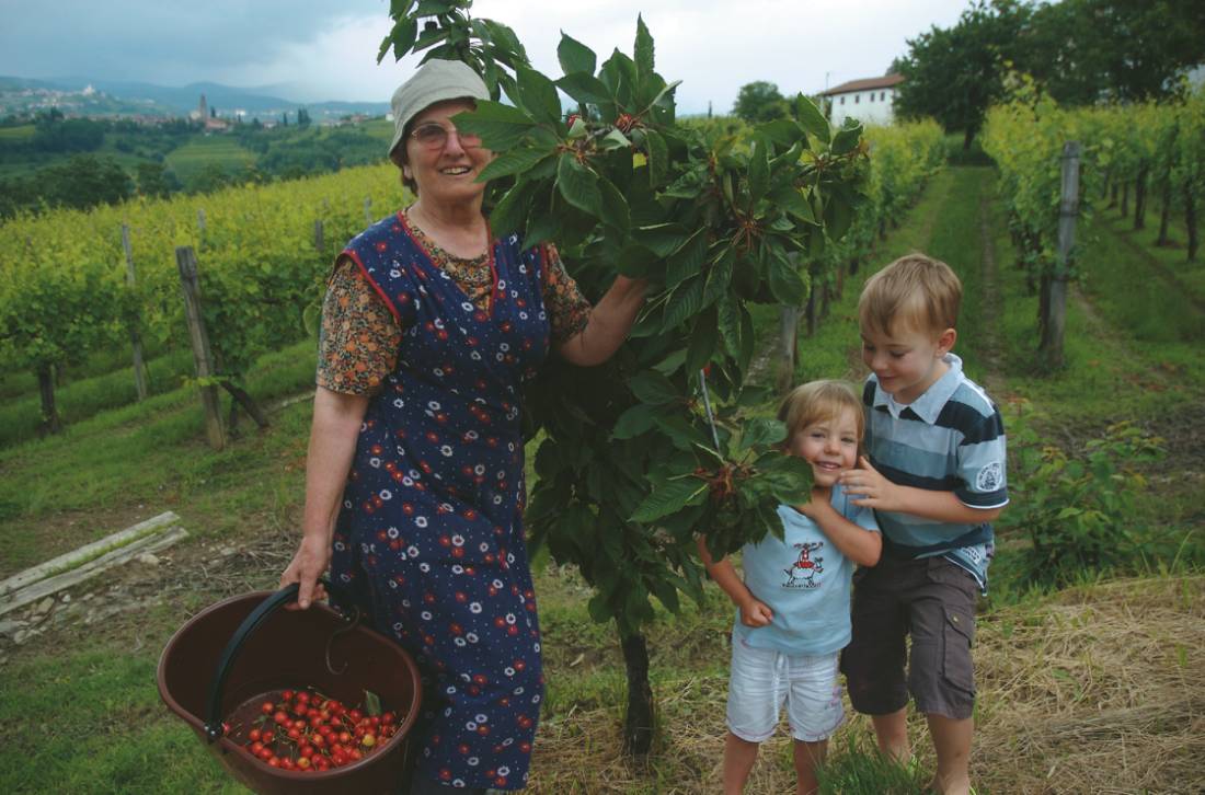 Cherry pickers on Slovenia family holiday | <i>Kate Baker</i>