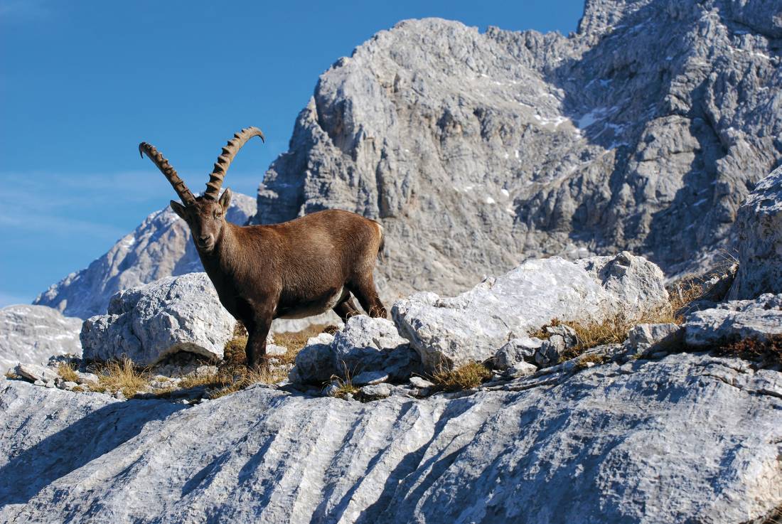 A curious Ibex in the Julian Alps |  <i>Mojca Odar</i>