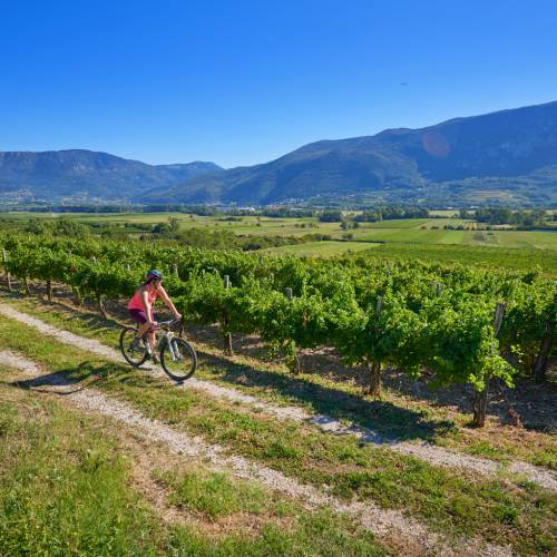 Vineyard bike tour on sale