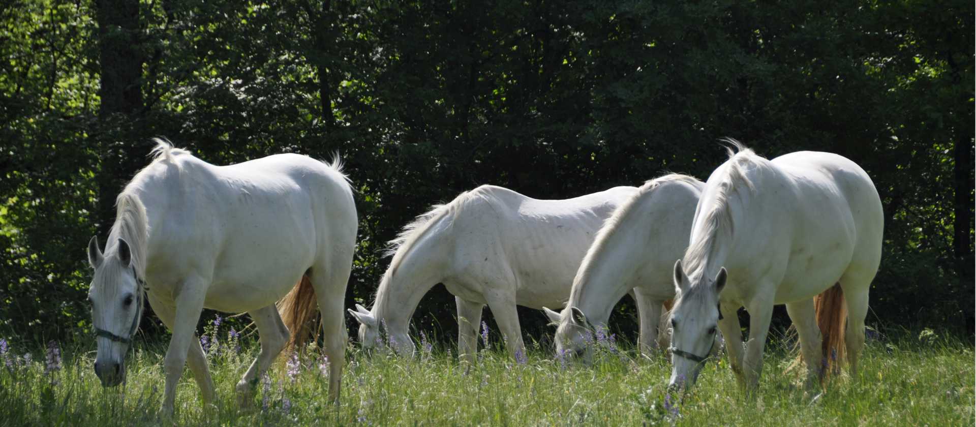 The famous white Lipizzaner horses grazing at Lipica Stud Farm, the historic home of the breed since 1580.
