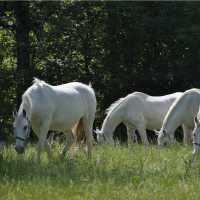 The famous white Lipizzaner horses grazing at Lipica Stud Farm, the historic home of the breed since 1580.