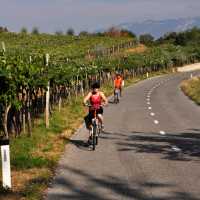 Cycling past vineyards in Slovenia's west