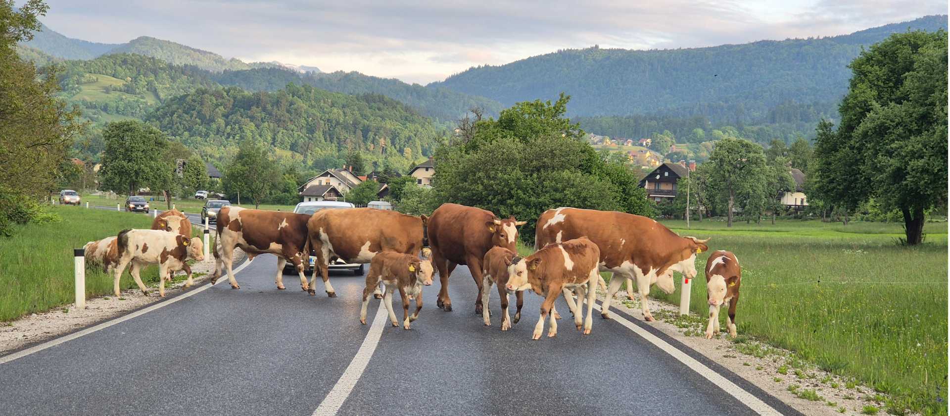 Sharing the road with some of the locals while walking through the rural landscapes of the Bohinj Valley.