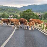Sharing the road with some of the locals while walking through the rural landscapes of the Bohinj Valley.