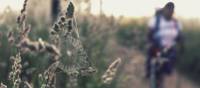 Spider web on the Camino | @timcharody