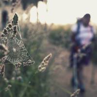 Spider web on the Camino | @timcharody