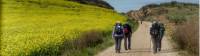 Pilgrims making their way to Roncesvalles |  <i>Gesine Cheung</i>