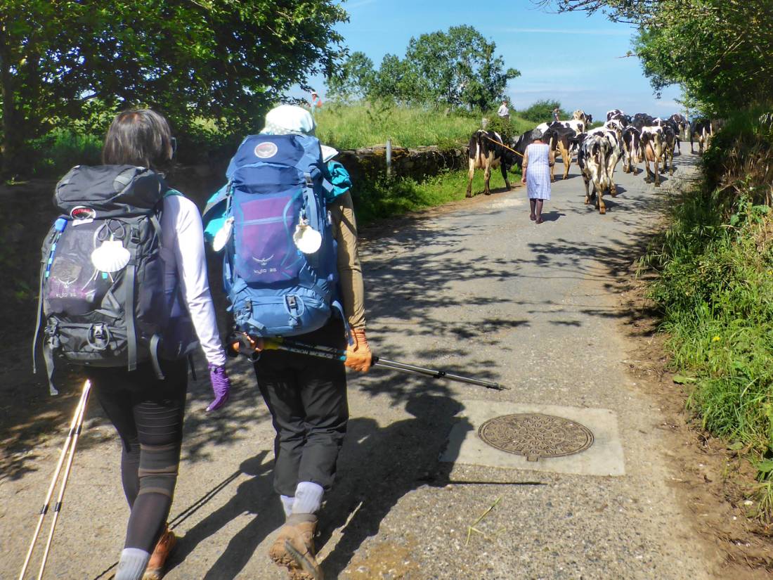 Pilgrims hiking through rural villages along the Camino Frances in Spain |  <i>Gesine Cheung</i>