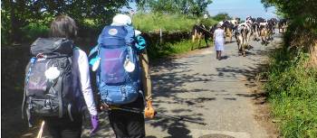 Pilgrims hiking through rural villages along the Camino Frances in Spain |  <i>Gesine Cheung</i>