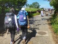 Pilgrims hiking through rural villages along the Camino Frances in Spain |  <i>Gesine Cheung</i>