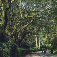 Walking along the Camino de Santiago trail in Galicia | @timcharody