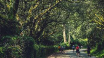 Walking along the Camino de Santiago trail in Galicia