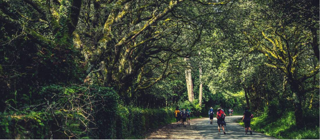 Walking along the Camino de Santiago trail in Galicia |  <i>@timcharody</i>