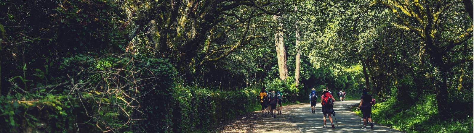 testWalking along the Camino in Galicia |  <i>@timcharody</i>