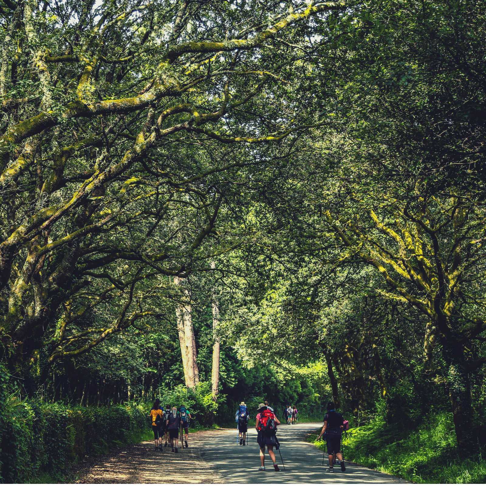 Walking along the Camino de Santiago trail in Galicia | @timcharody
