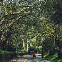 Walking along the Camino de Santiago trail in Galicia | @timcharody