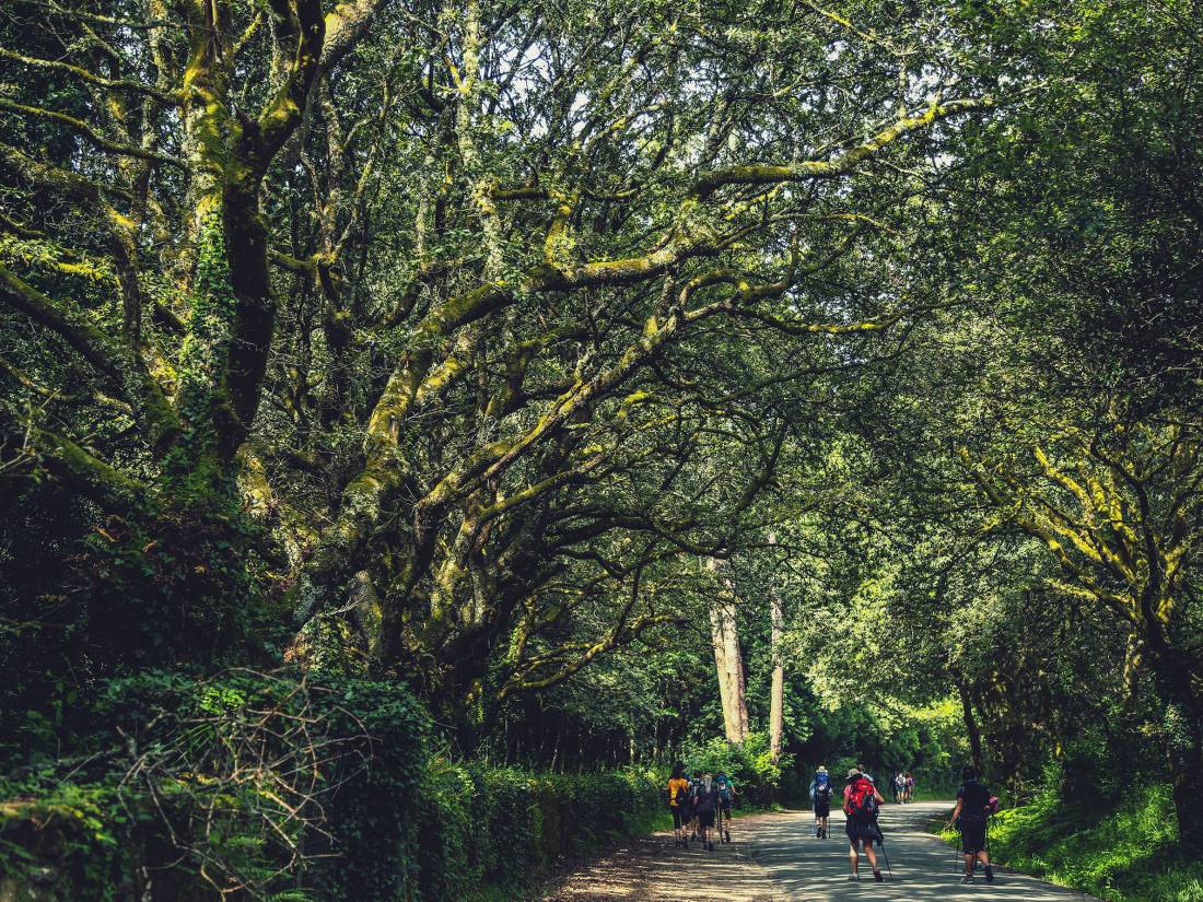 Walking along the Camino de Santiago trail in Galicia |  <i>@timcharody</i>