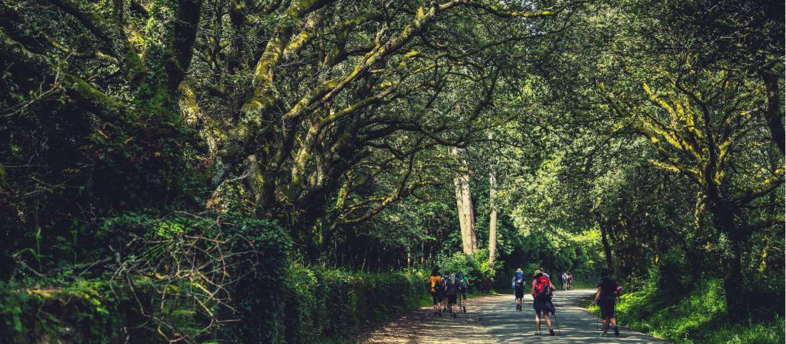 Walking along the Camino de Santiago trail in Galicia |  <i>@timcharody</i>