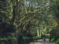 Walking along the Camino de Santiago trail in Galicia |  <i>@timcharody</i>