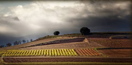 Vineyard in Rioja, Spain