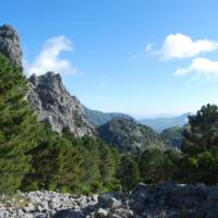 Walk through Pine forests in the Sierra de Grazalema