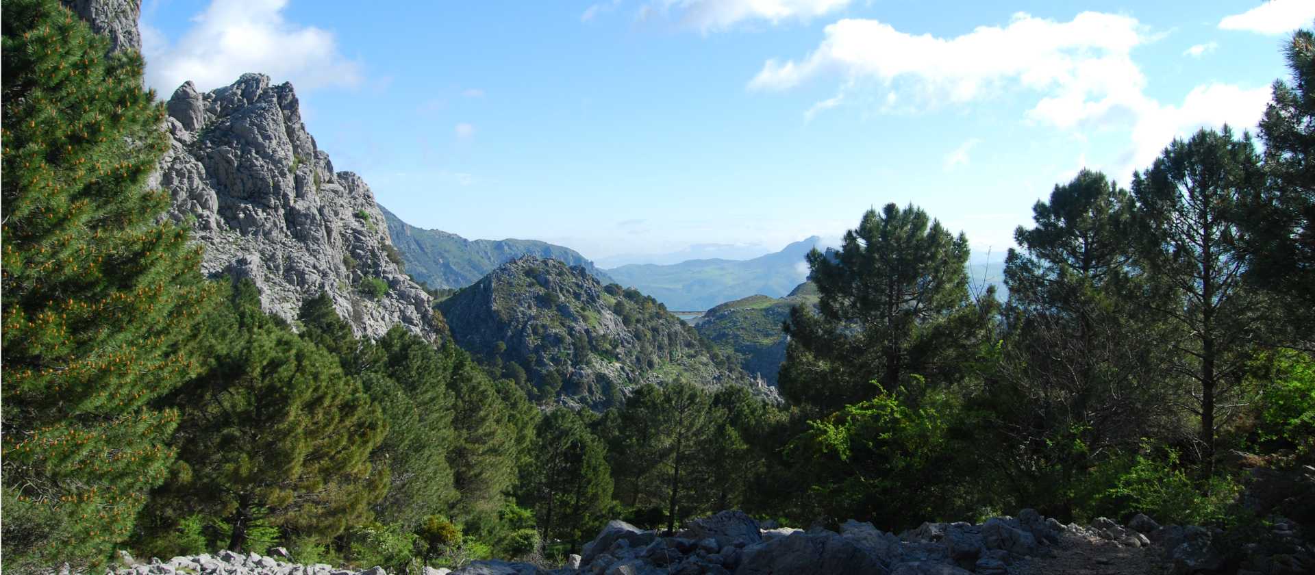 Walk through Pine forests in the Sierra de Grazalema