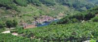 Steep vineyard terraces of the Ribeira Sacra | Andreas Holland