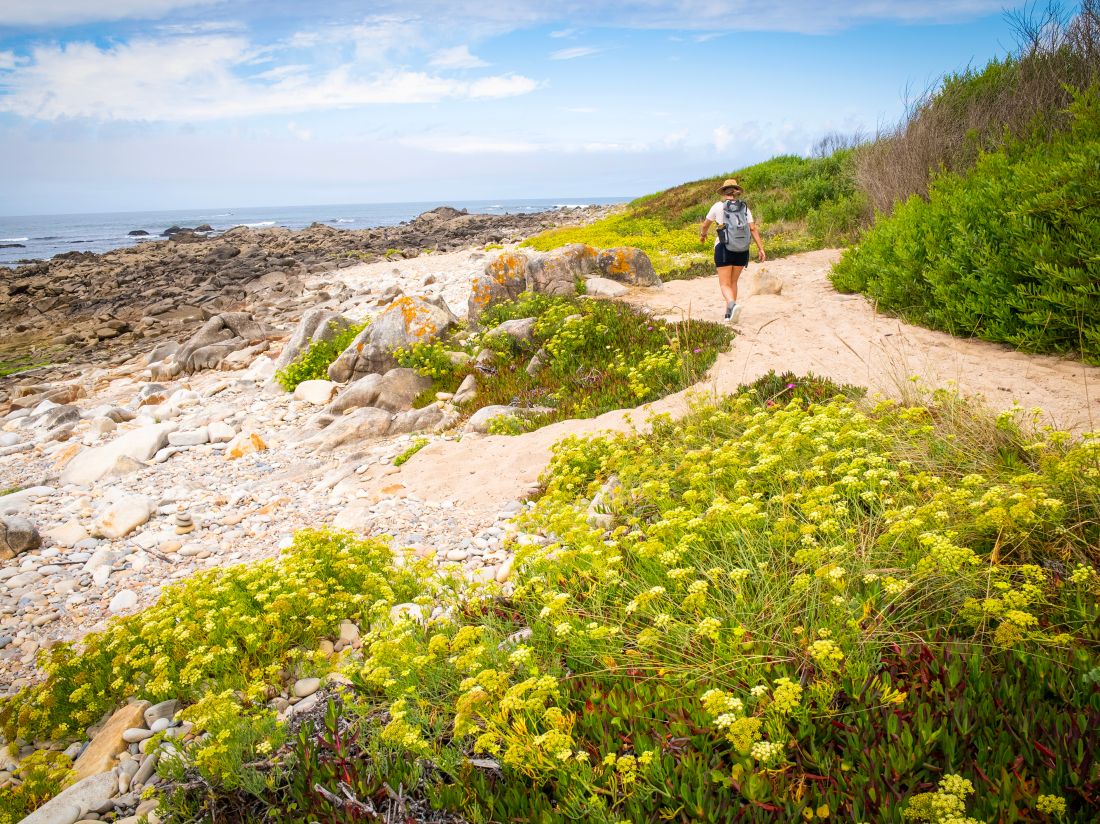 Beautiful coastal walking on the Camino Portuguese. |  Tim Charody