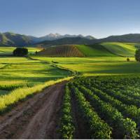 Vineyard in Rioja, a region known for its gastronomic riches